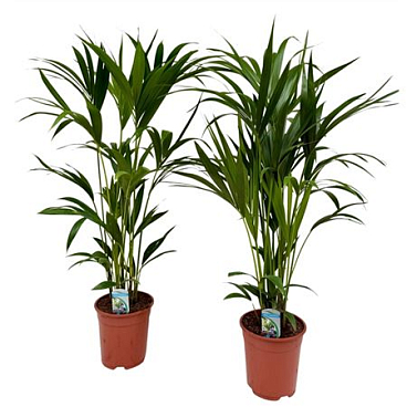 Howea Forsteriana 4pp