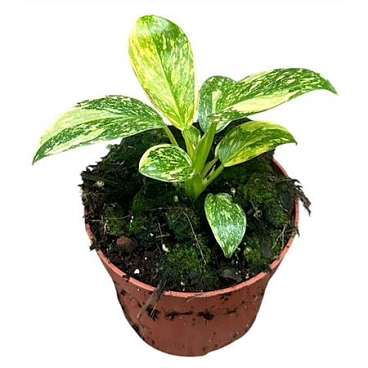 Philodendron Green Congo Hybrid