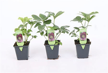 Helleborus Orientalis Purple