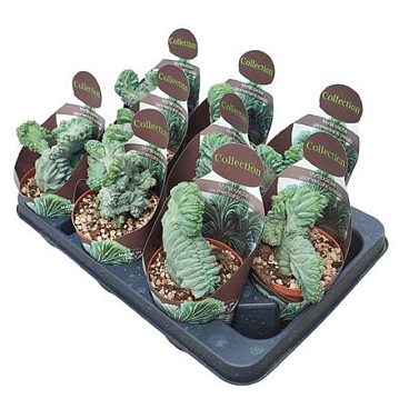 Myrtillocactus Geometrizans Crestato Potcover