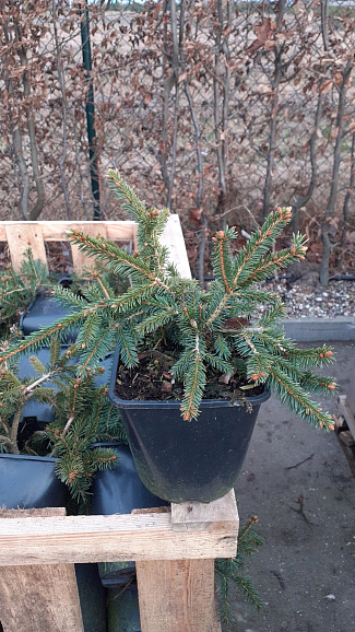 Ель обыкновенная Форманек