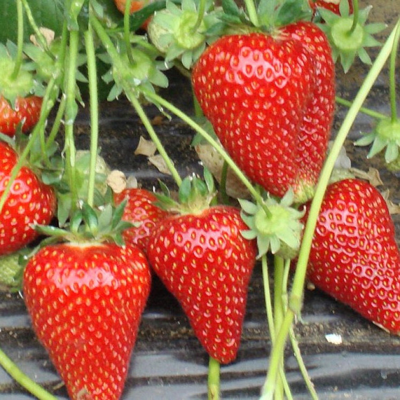 Земляника Сирия