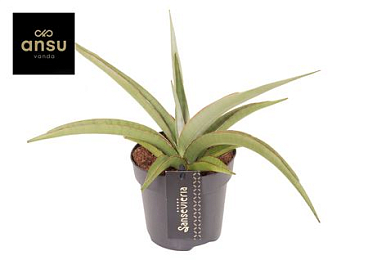Sansevieria Comet Pastel Grey No. 2