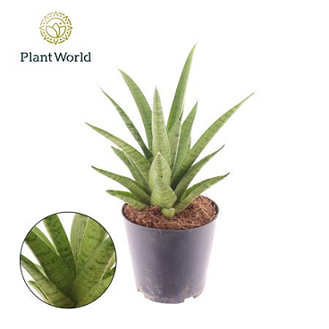 Sansevieria Lotus