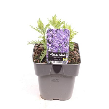 Perovskia Atriplicifolia Blue Spire