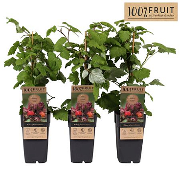 Rubus Phoenicolasius
