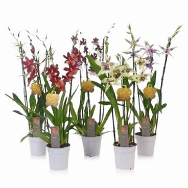 Камбрия Микс 3 ст