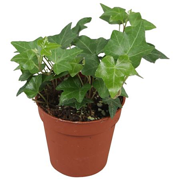 Hedera Helix Groen