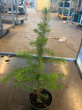 Ель колючая Маджестик Блю