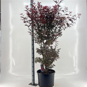 Acer Palm Skeeters Broom