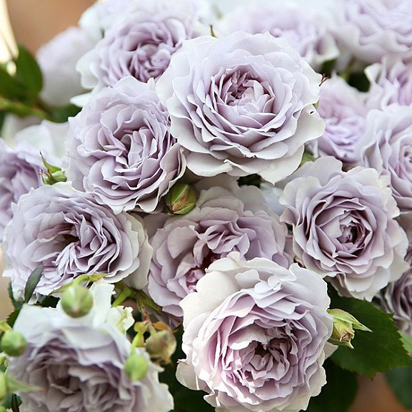 Роза парковая Глосси