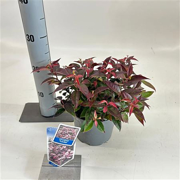 Leucothoë Ax Zeblid