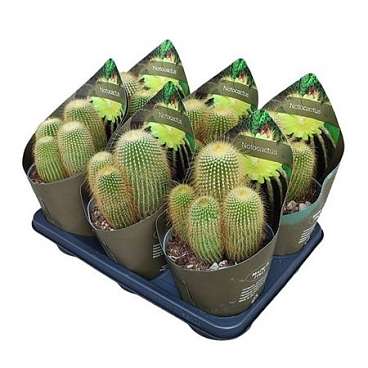 Notocactus Leninghausii Potcover