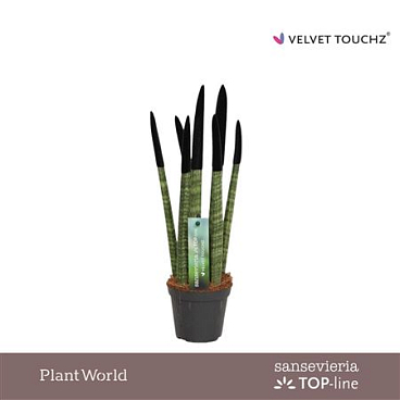 Sansevieria Velvet Touchz Black