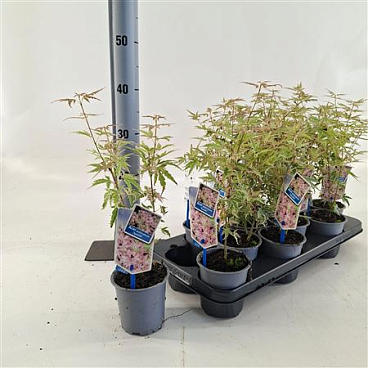 Acer Palm Iyoshi