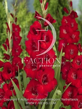 Гладиолус крупноцветковый Тавира