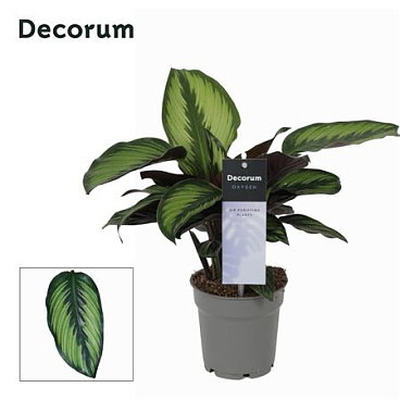 Calathea Princeps (decorum)