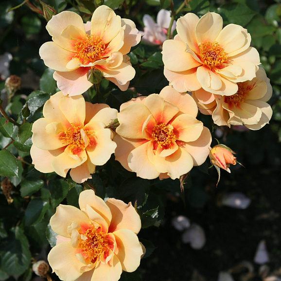 Роза флорибунда Си Ю Ин Эприкот