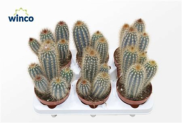 Pilosocereus Zehntneri