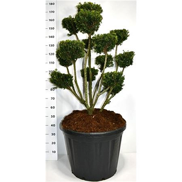 Taxus Media Farmen Sattelite