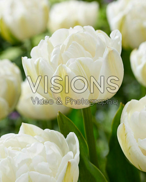 Тюльпан махровый поздний Маунт Такома