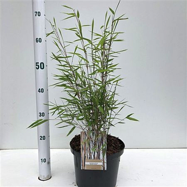 Fargesia Nitida Black Pearl