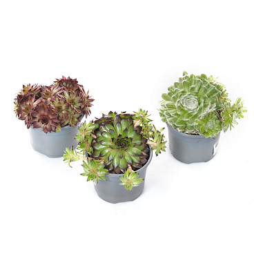 Молодило Микс