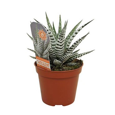 Haworthia Fasciata Alba With Label