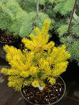 Сосна обыкновенная Тролл Голд