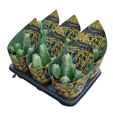 Euphorbia Resinifera Potcover