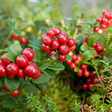 Брусника Ред Перл | Оптовая цветочная компания «Флора Групп» Брусника Ред Перл