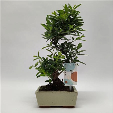 Pyracantha S-shape Bonsai 'traditional'