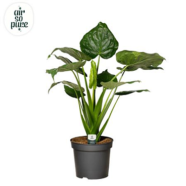 Alocasia Cucullata P35 (air So Pure)