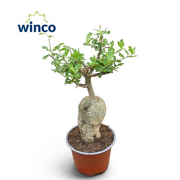 Fockea Edula Old Bonsai