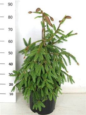 Picea Abies Acrocona