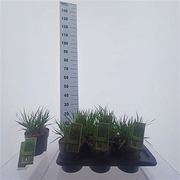 Molinia Arundinacea Skyracer
