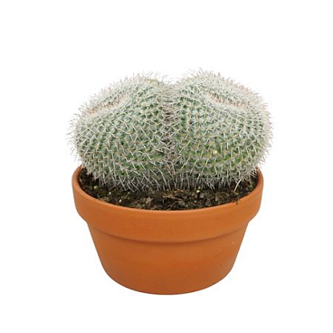 Mammillaria Parkensonii 20 Cm