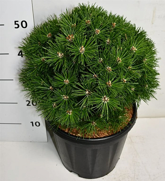 Сосна горная Бенджамин