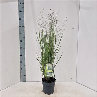 Panicum Virg Heavy Metal