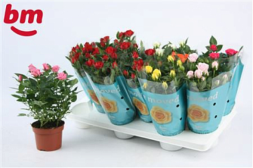 Rosa Beau Monde Mix 50% Red