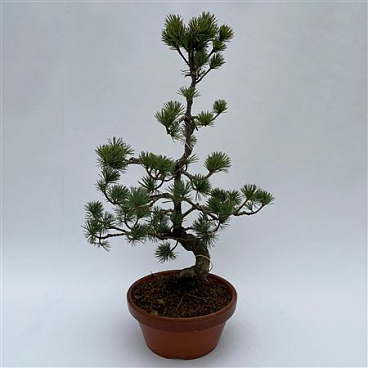 Pinus Parviflora Bonsai 'e8' 22 Cm (herkomst: Japa