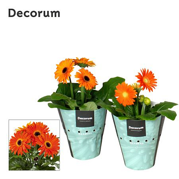 Gerbera Orange 2+bl Potcover (decorum)