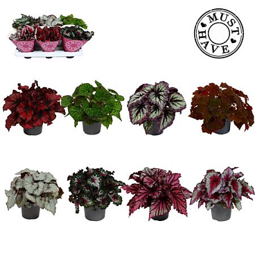 Begonia Beleaf Mix (must Have)