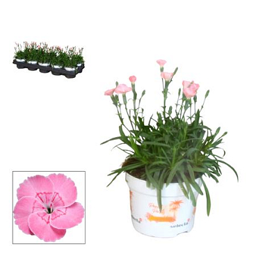 Dianthus Peach Party (salmon) (decorum)