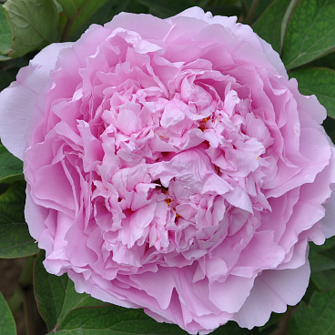 Пион древовидный Прозрачная Роса (в тубе)