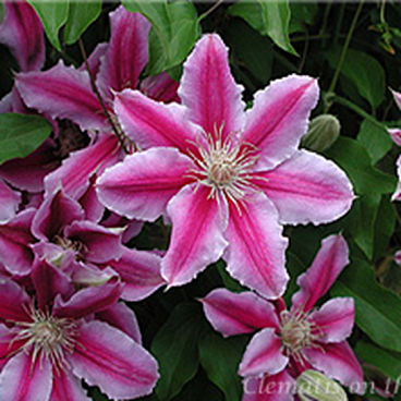 Клематис гибридный Доктор Руппель