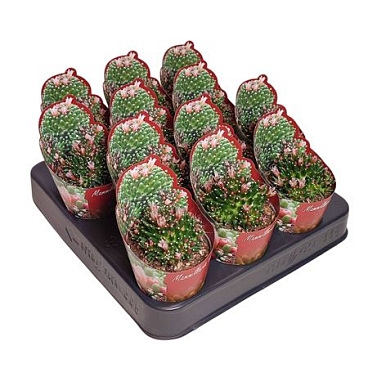 Mammillaria Cv. Caterpincy Potcover