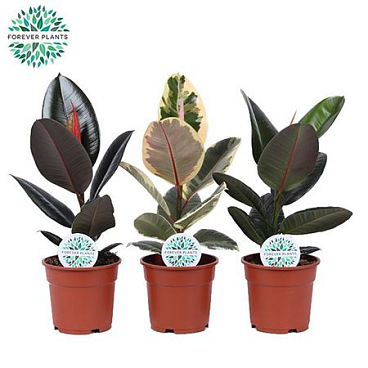 Ficus El Mix