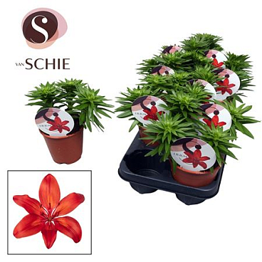 Lilium As Red 3pp (watch Me Grow)