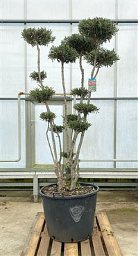Olea Europaea Ponpon